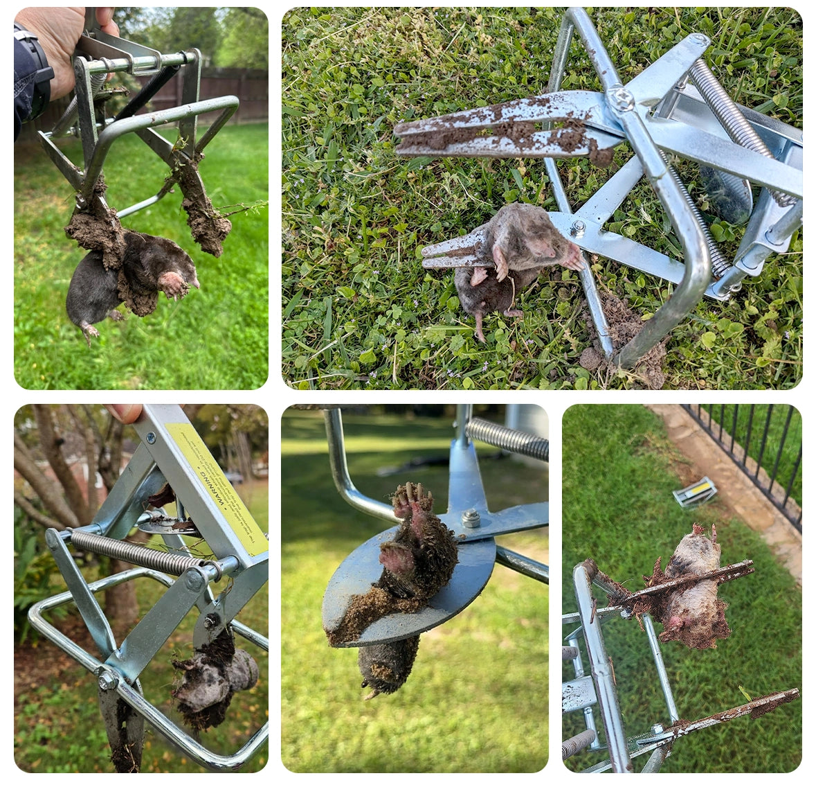 mole traps that kill best. how to catch moles. so many people use polaflextrap catched the mole