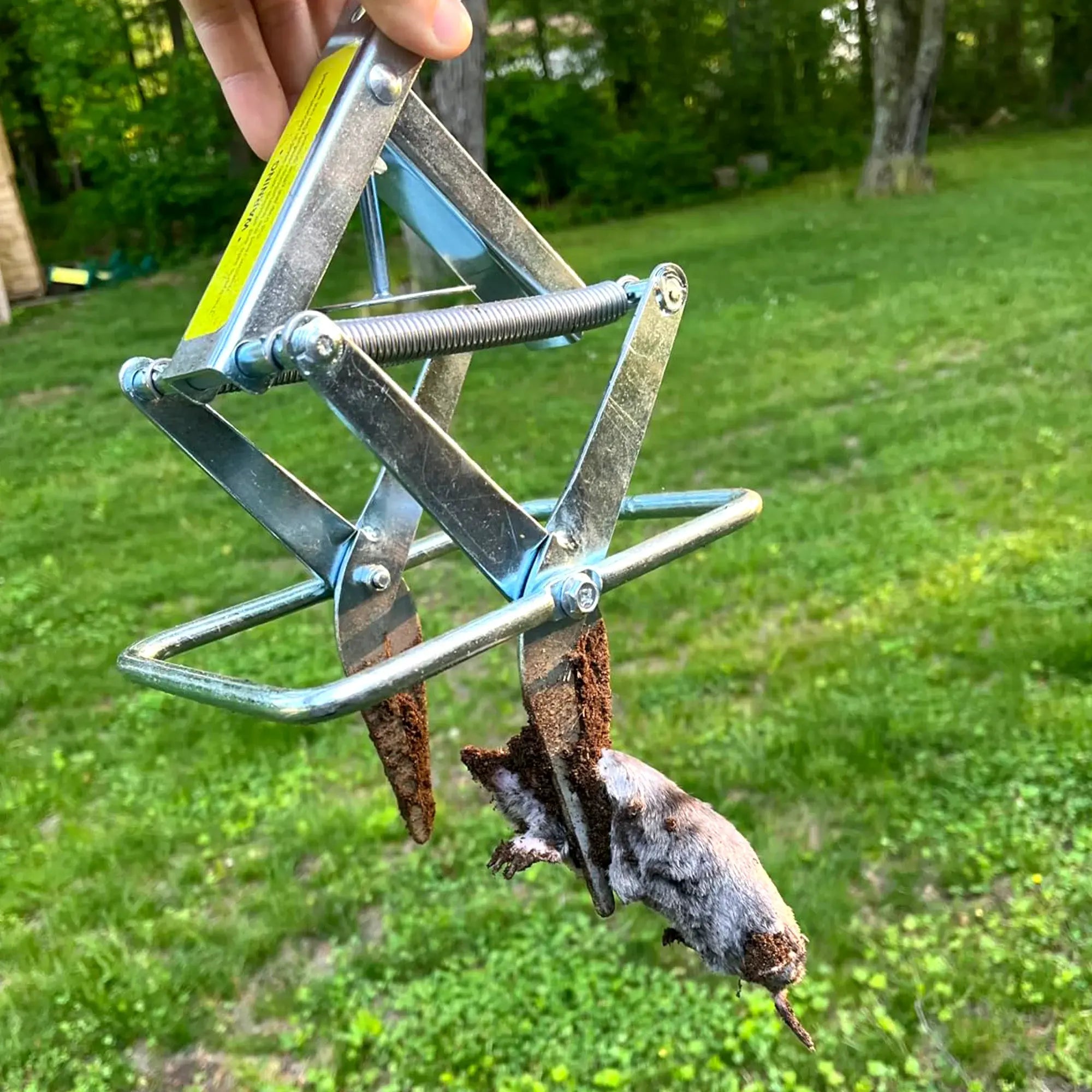 polaflex mole trap catches the mole. It is the best mole traps