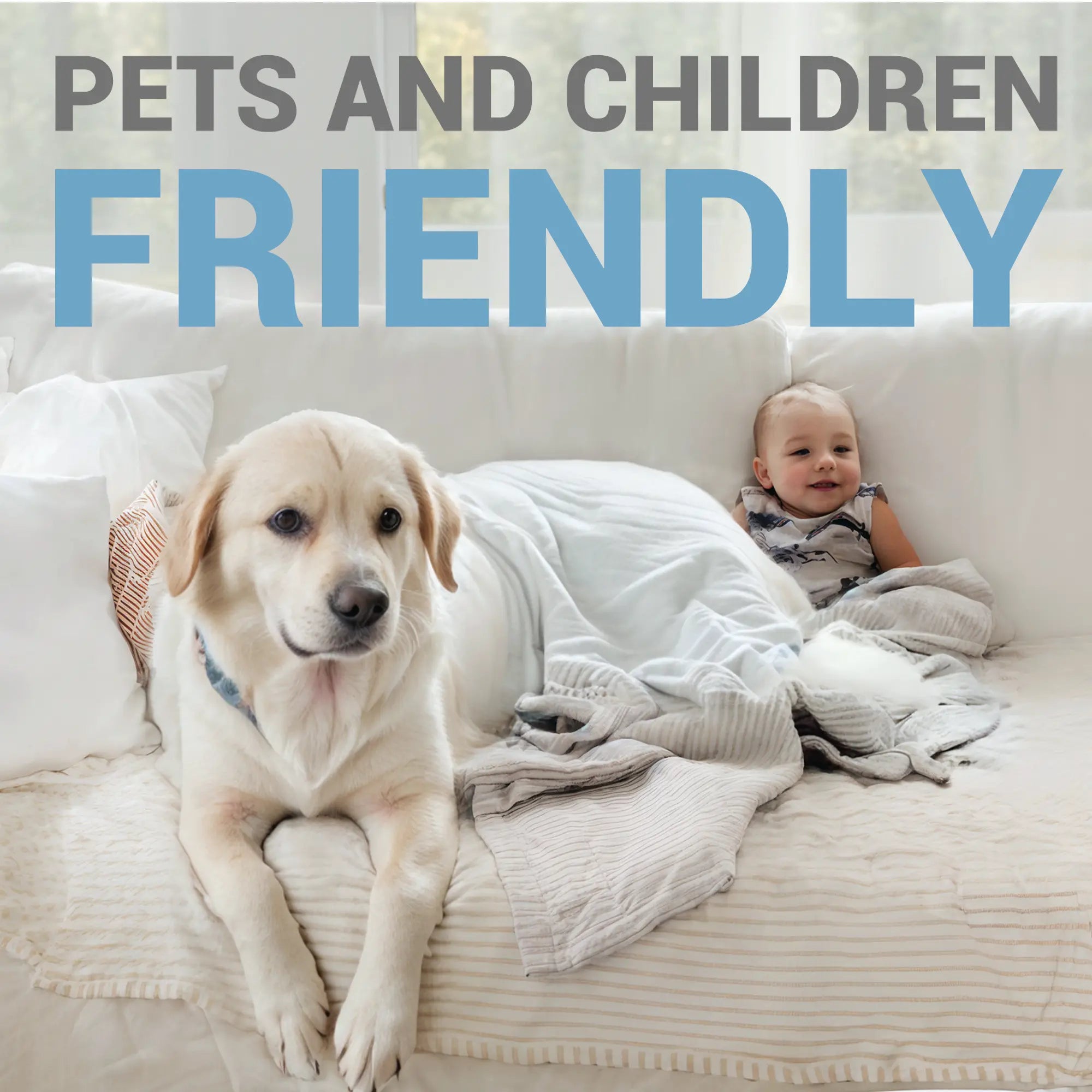 fly insect trap indoor- pets and children friendly
