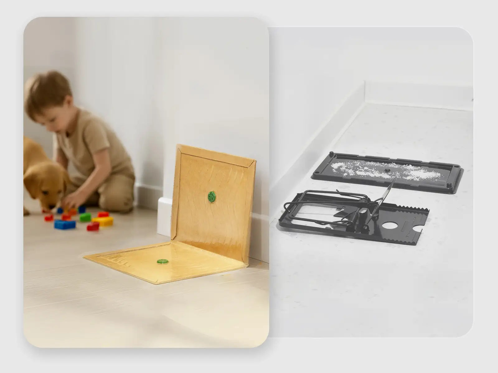 Non-toxic, no-harm glue mouse trap safe for children and pets